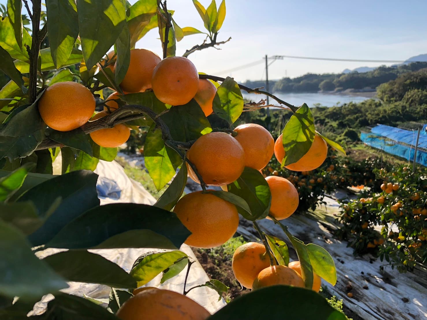 高橋果樹園