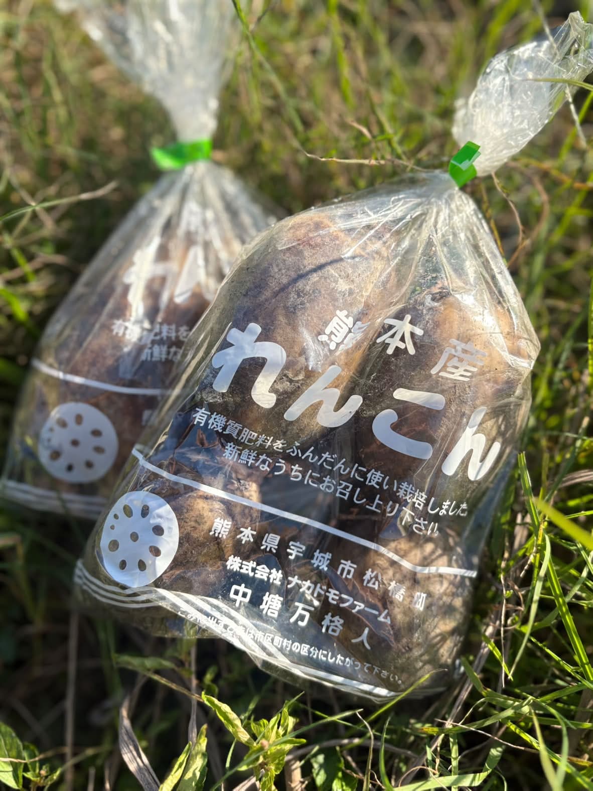 熊本県産レンコン(化学合成肥料・農薬不使用) 8キロ
