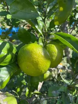 【農薬不使用】肥のさやか 5.0キロ(45個~55個入り) - サムネイル4