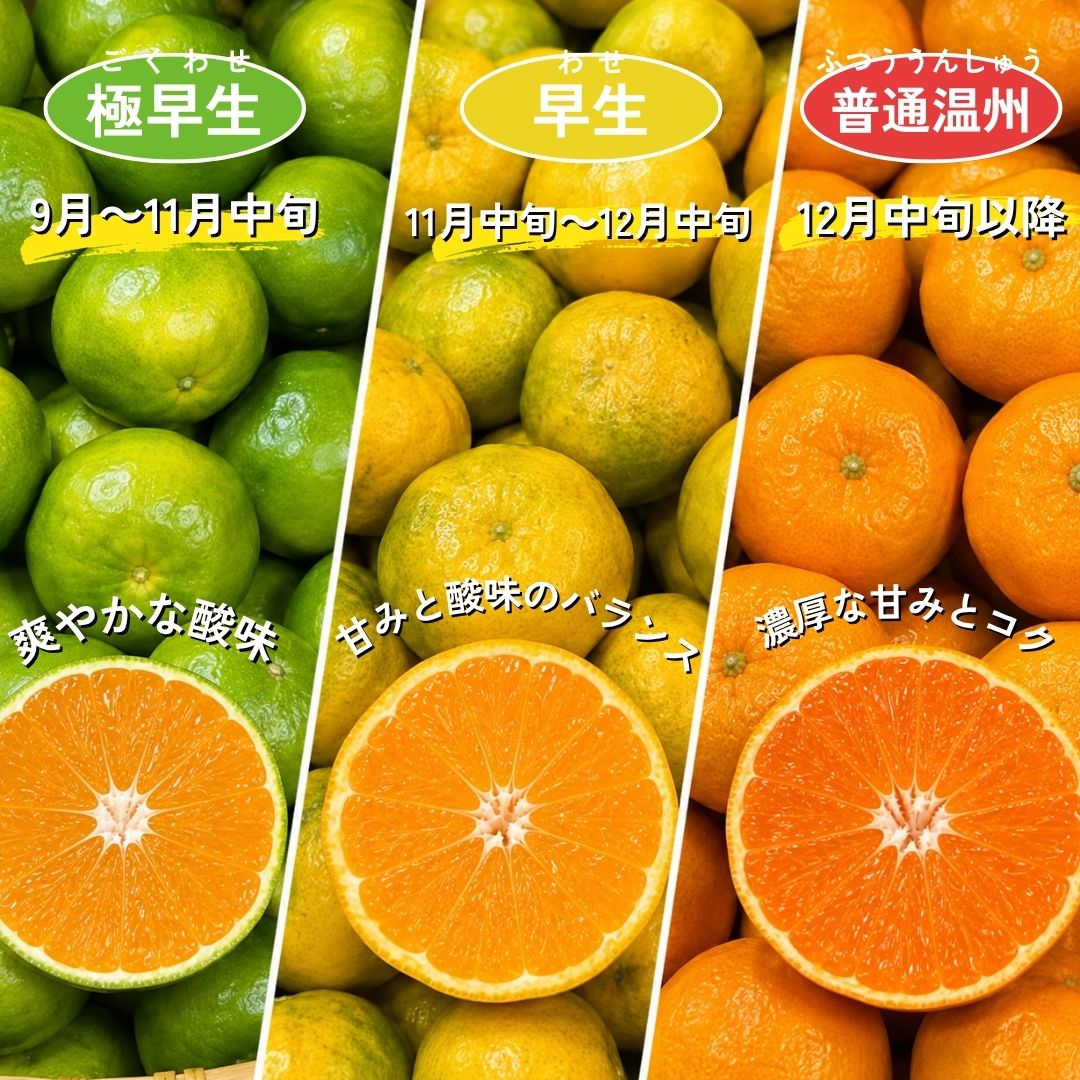 訳あり 小玉3Sサイズ以下 極早生みかん 5キロ(150玉~160玉) - サムネイル6