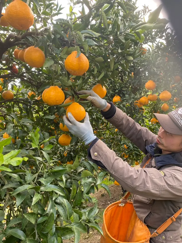 不知火(露地)10㎏ 30玉~40玉 - サムネイル3