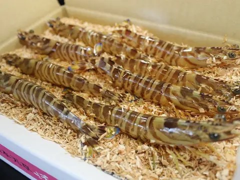 【7月までの期間限定販売!※西日本へのお届け限定※】活き車海老 "海老王" 750g - サムネイル2