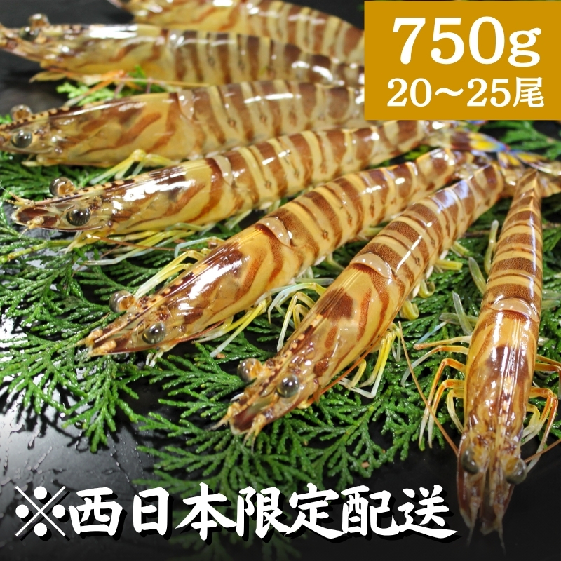 【7月までの期間限定販売!※西日本へのお届け限定※】活き車海老 "海老王" 750g