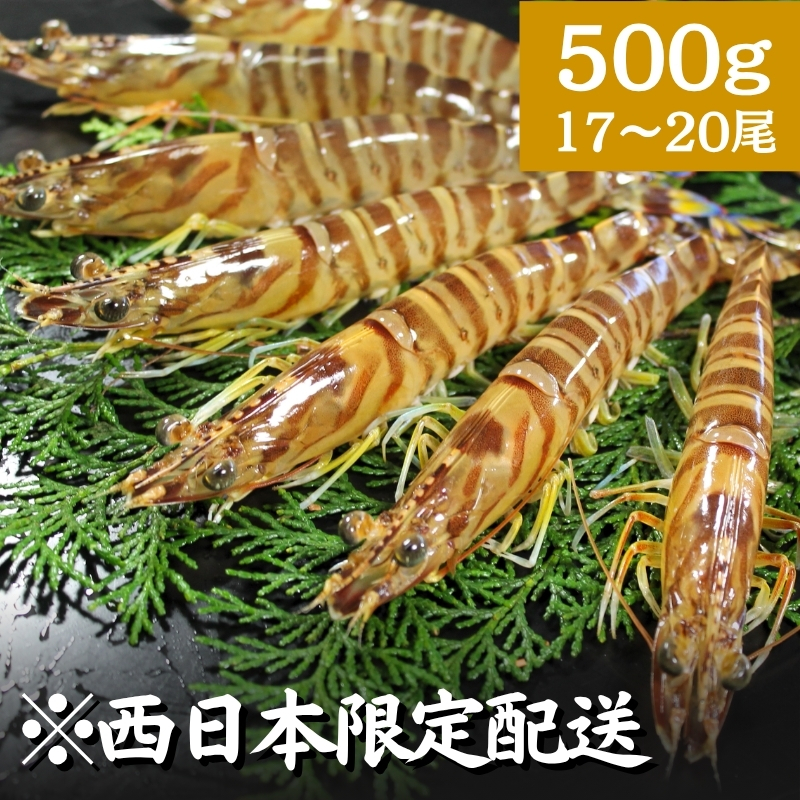 【7月までの期間限定販売!※西日本へのお届け限定※】活き車海老 "海老王" 500g