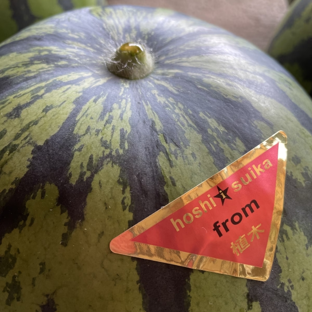 くまもと植木産🍉春スイカ(肥後漫遊) 1玉6キロ~8キロ - サムネイル5