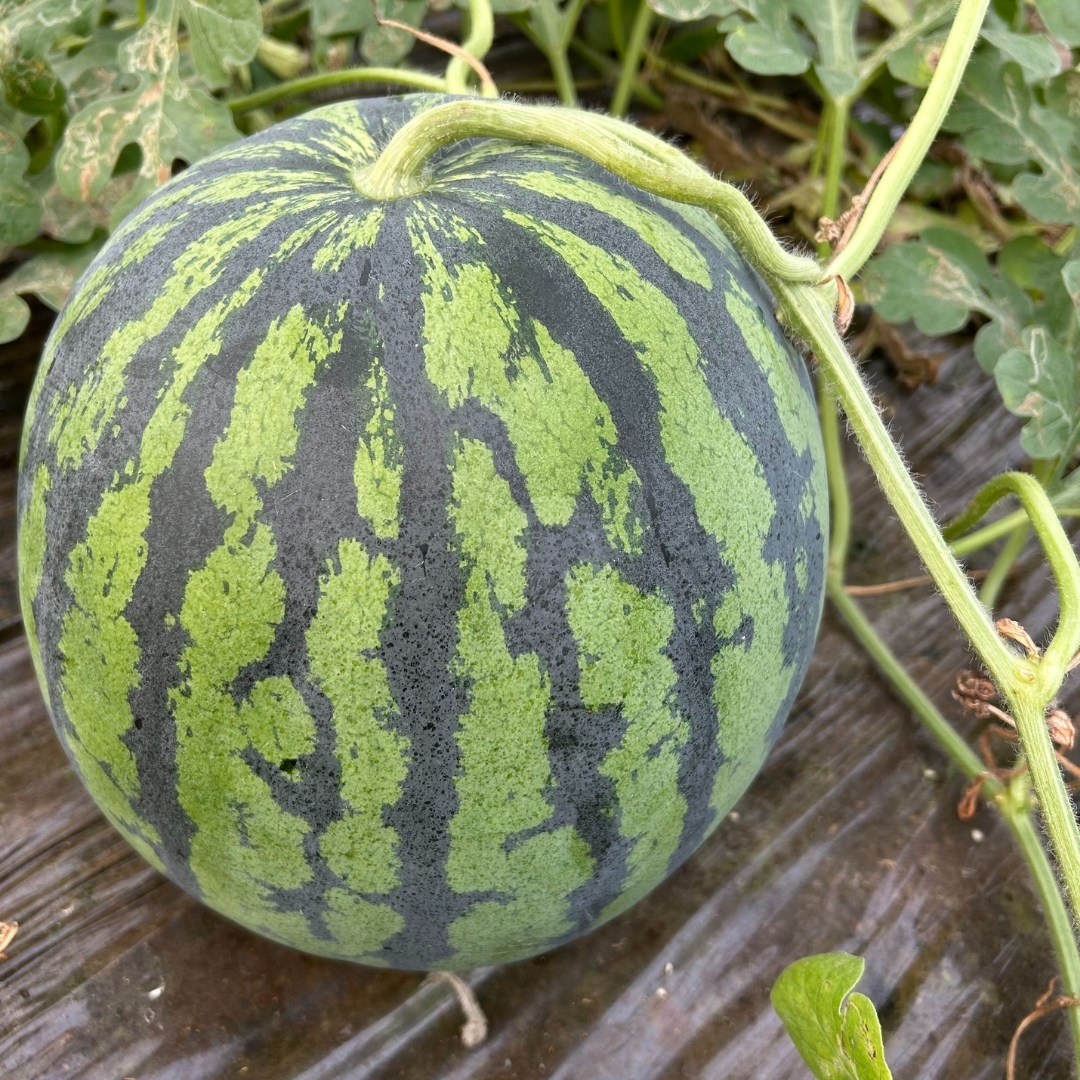 くまもと植木産🍉春スイカ(肥後漫遊) 1玉6キロ~8キロ - サムネイル7