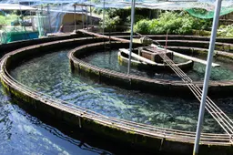 ASOサーモンの刺身 1100g - サムネイル4