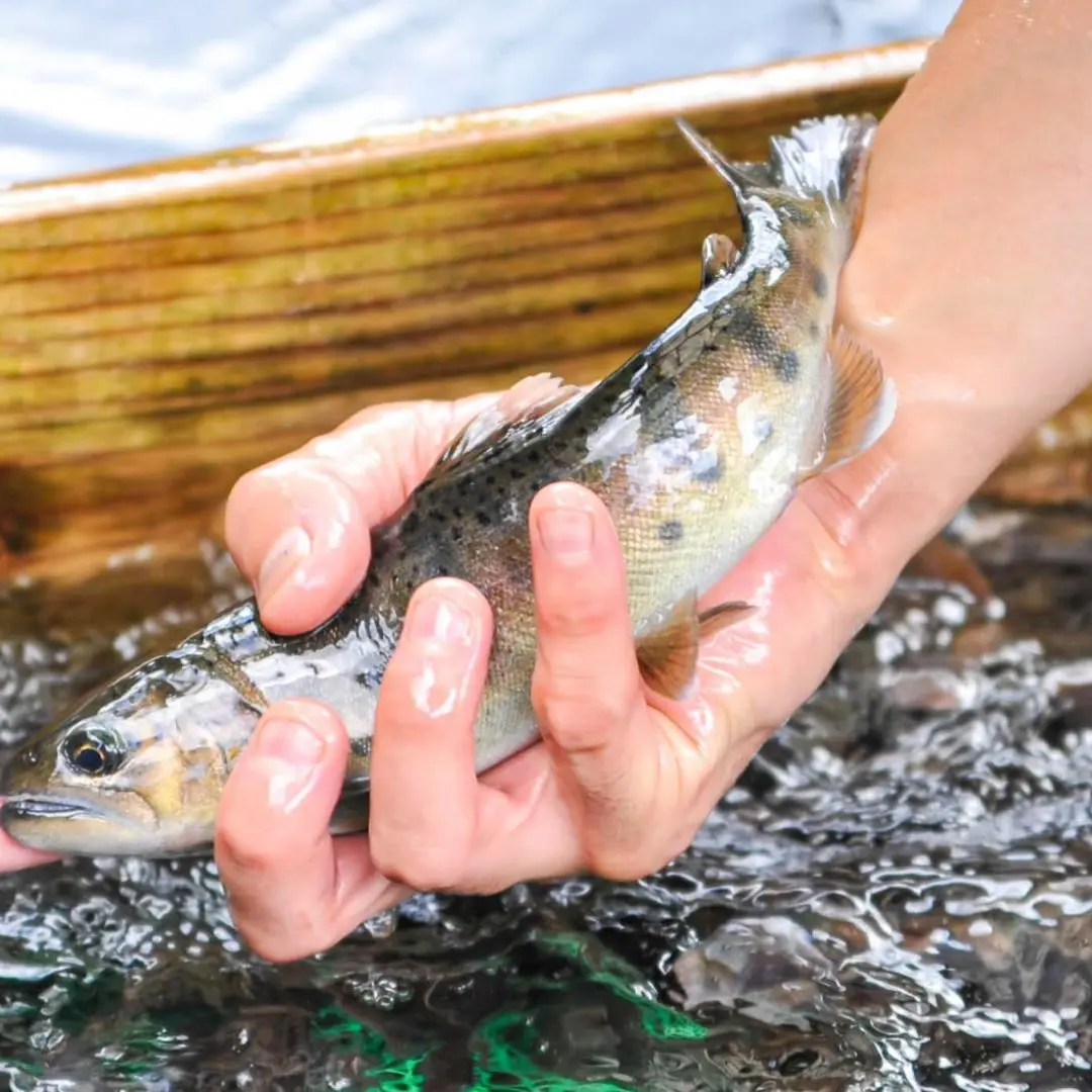 熊本阿蘇産 やまめ通販 20匹セット|かわべの湧水やまめ - サムネイル2
