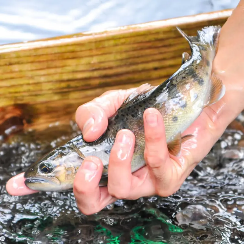 かわべの湧水やまめ甘露煮 6匹 ~30年継ぎ出して作った秘伝のタレ~ - サムネイル3