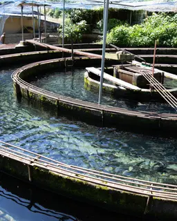 かわべの湧水やまめ串つき20匹 - サムネイル4